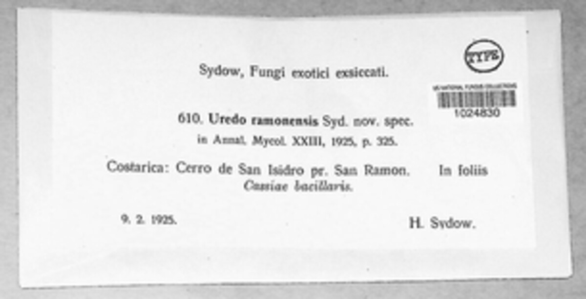 Uredo ramonensis image